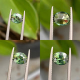 Australian Parti Sapphire 1.55 CT